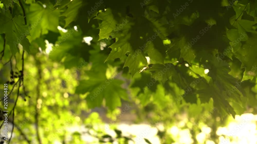Crowns of trees with bright afternoon sun Crowns of trees with bright afternoon sun