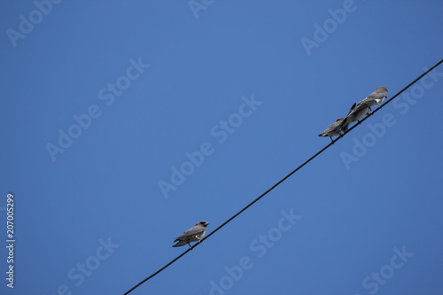Small bird on electricity line