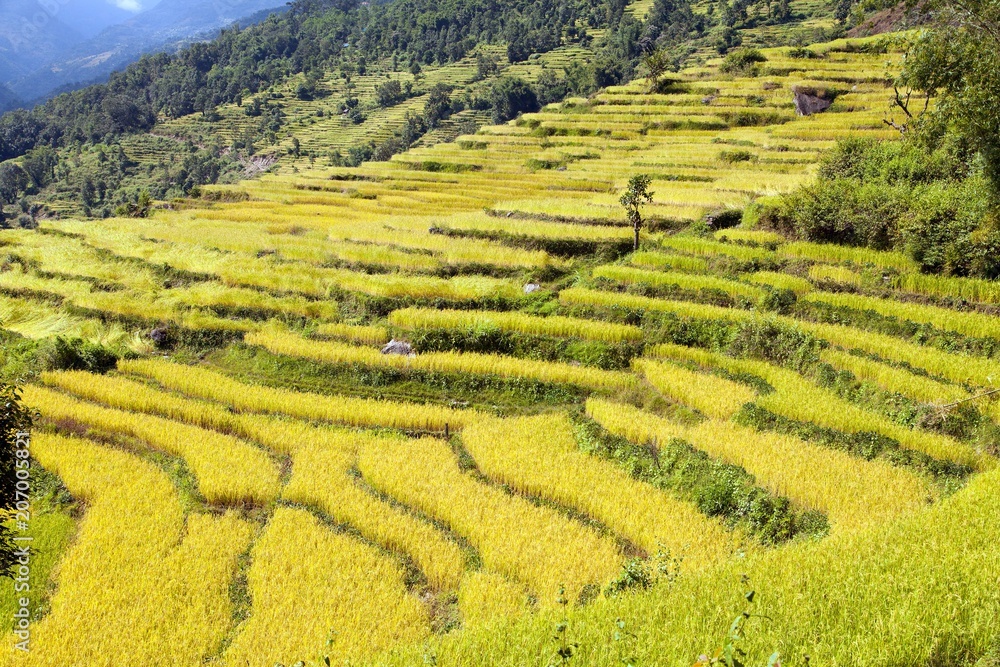 rice or paddy fields in Nepal Himalayas