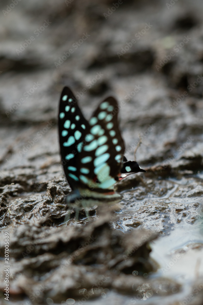 Fototapeta premium Closeup of Blue Tiger butterfly eating essential mineral in the tropical rain forest