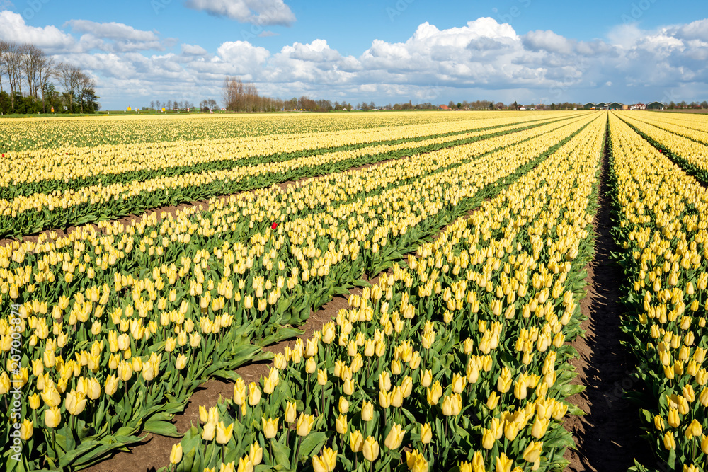 Converging lines of flowerbeds with many yellow tulip bulbs.