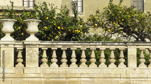 orange trees in the Cathedral Square in the island of Ortygia, historic center of Syracuse, Sicily, Italy