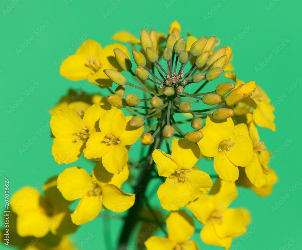 rapeseed flower on green background