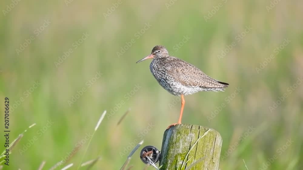 Redshank or Common Redshank sitting on a pole overlooking a meadow during a springtime day. Redshank or Common Redshank sitting on a pole overlooking a meadow during a springtime day.
