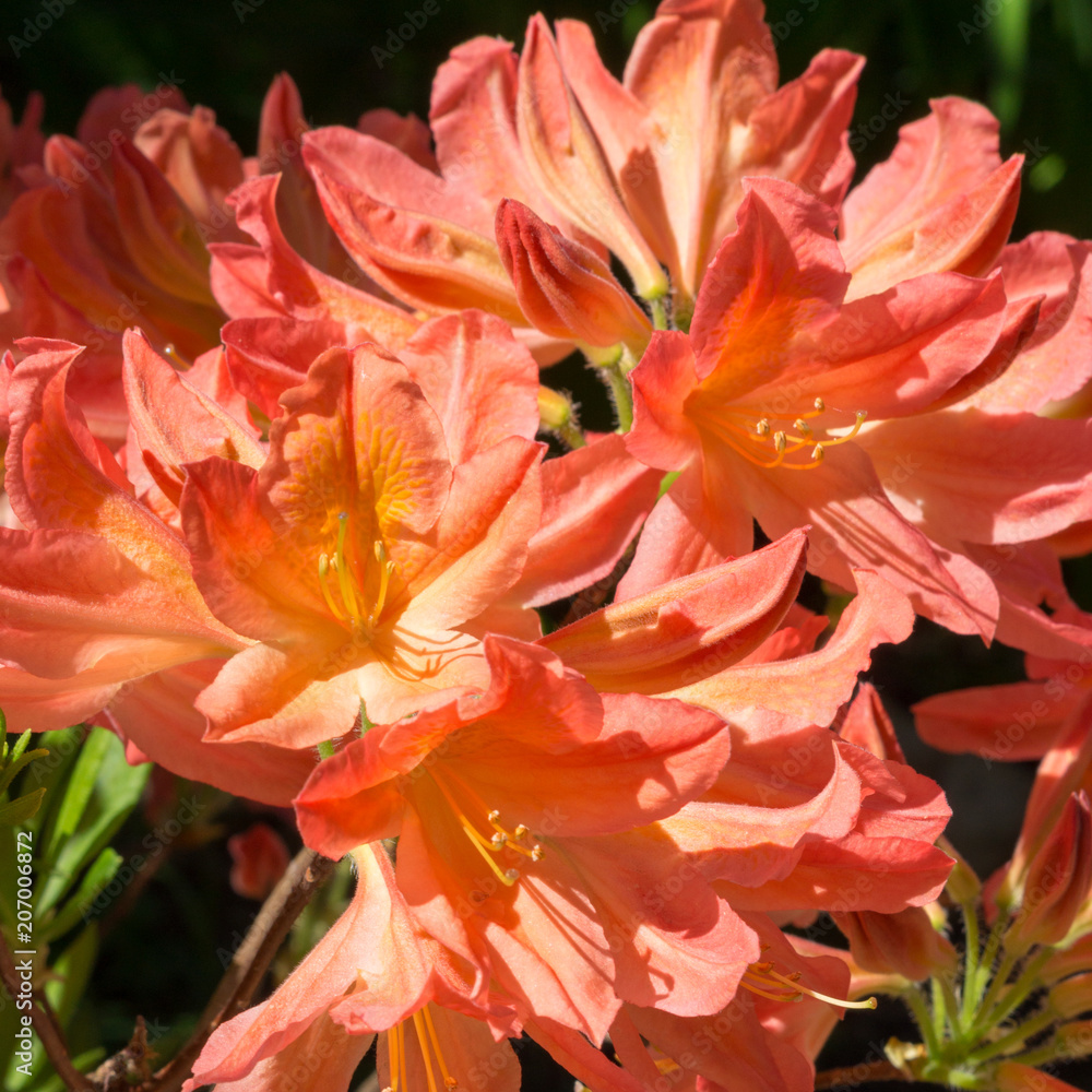 Rhododendron pink red flowers in sunlight