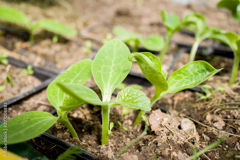 young plants of zucchini leaves in the greenhouse young plants of zucchini leaves in the greenhouse