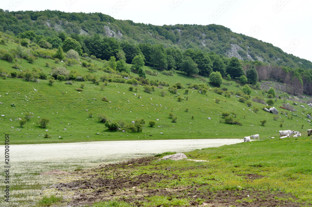 Fototapeta premium forest with green trees and meadows