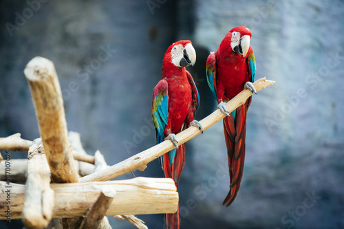 Fototapeta para czerwonych papug siedzi na gałęzi