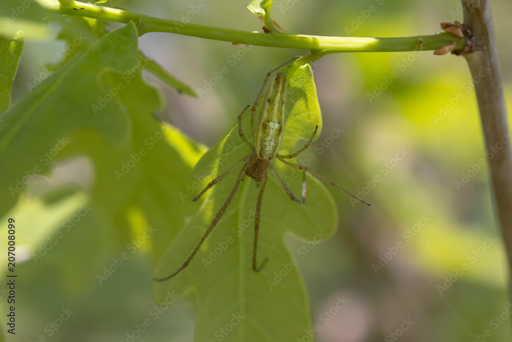 common stretch spider, long-jawed ore-weaver, Tetragnatha, resting on leaf in sunshine. common stretch spider, long-jawed ore-weaver, Tetragnatha, resting on leaf in sunshine.