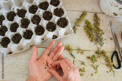 The top view of a woman's hands planting sage seeds in egg carton to make them sprout. Concepts - gardening, DIY, small business, hobbies