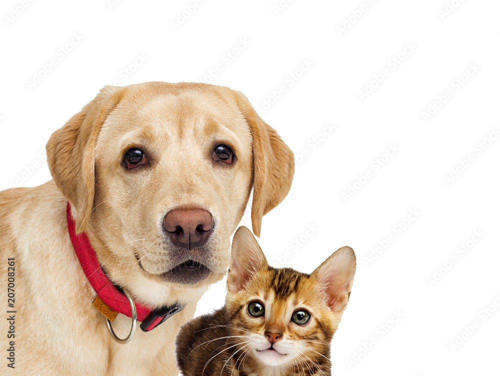 Obraz premium kitten and puppy