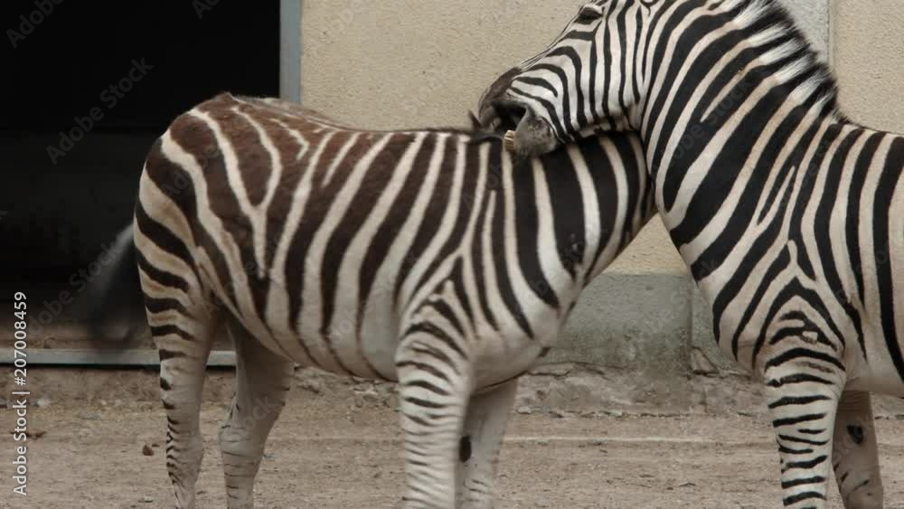 two zebras in the zoo. Odessa Zoo. 4k two zebras in the zoo. Odessa Zoo. 4k