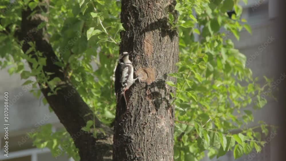 Woodpecker hitting tree with beak in city. Woodpecker hitting tree with beak in city.
