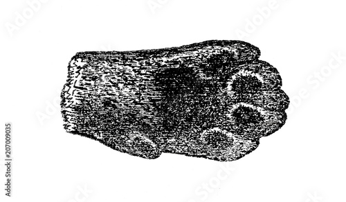 Fototapeta Naklejka Na Ścianę i Meble -  Lion's paw (from Das Heller-Magazin, April 5, 1834)