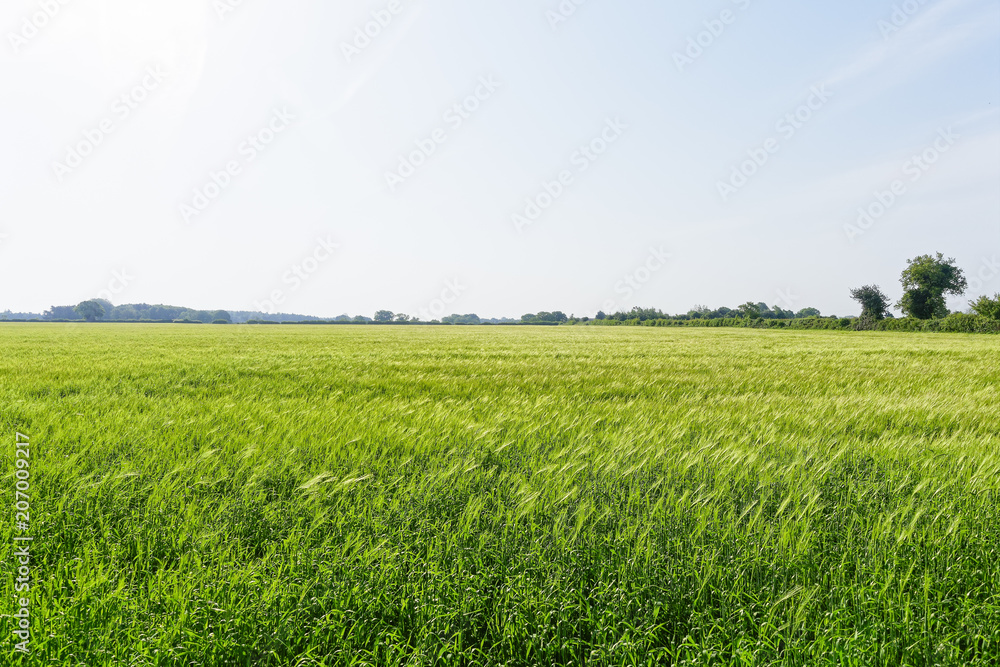 Fototapeta premium Field of ripening wheat in Fakenham Norfolk