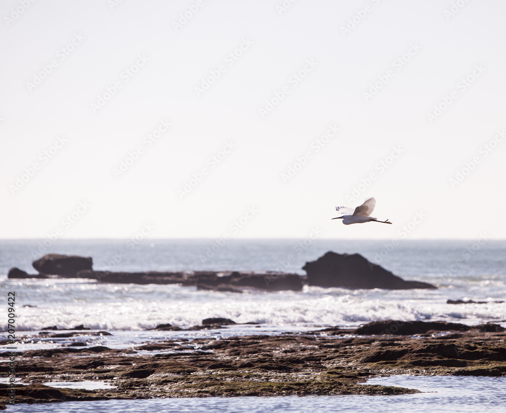 gaviotas en la costa