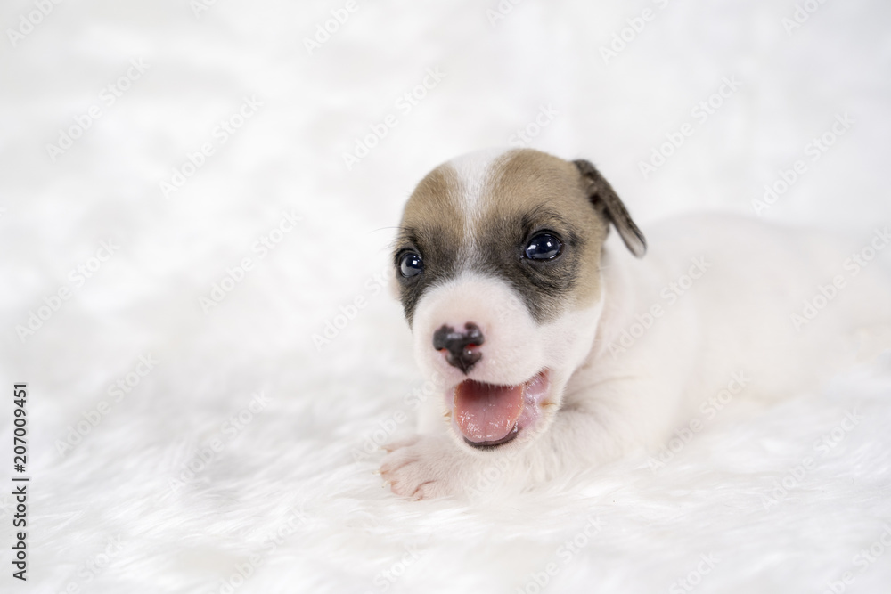 Jack russel puppy dog sit on white wool background.Puppy dog concept. Jack russel puppy dog sit on white wool background.Puppy dog concept.