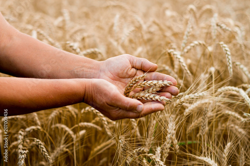 Wheat spikes in the hands of women