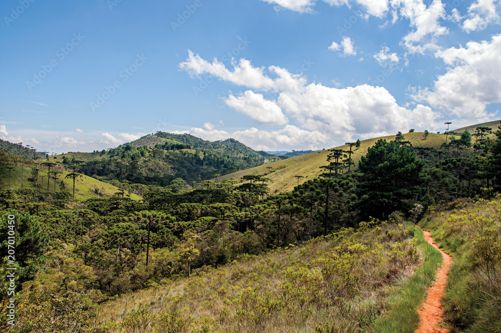 Fototapeta premium Panoramic view of a pine forest and hills in Horto Florestal, near Campos do Jordao, a city famous for its mountain and hiking tourism. Located in the São Paulo State, southwestern Brazil