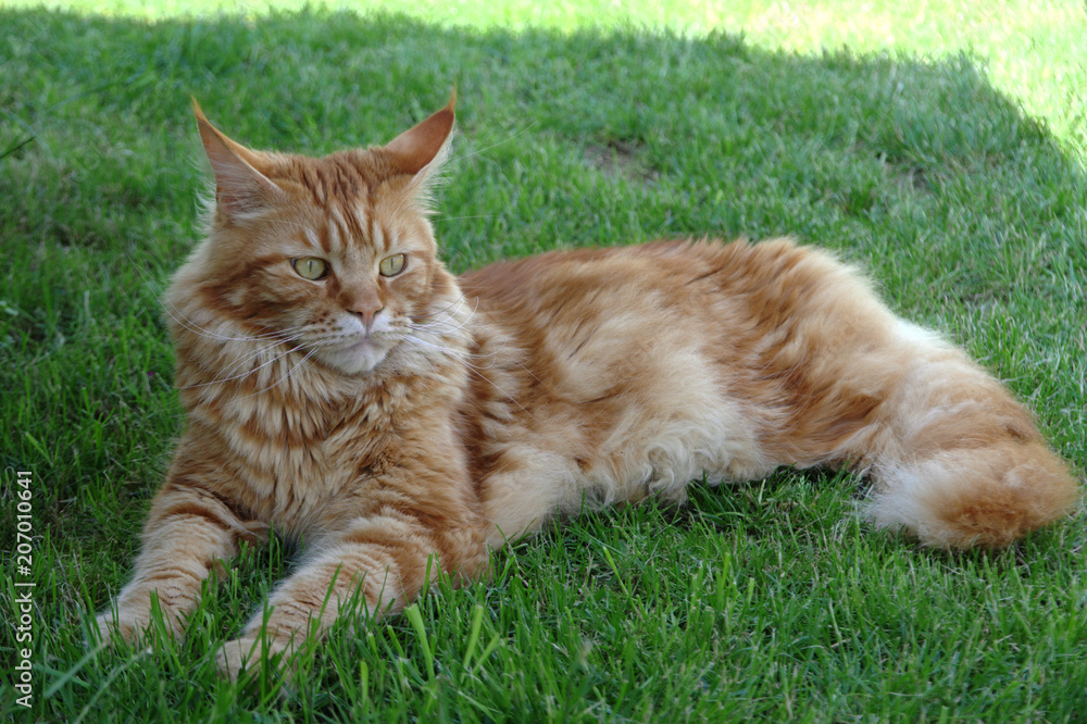 The big big cat of Maine Coon breed lays on the green lawn and looks underfoot