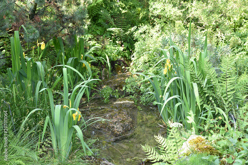 Fototapeta Naklejka Na Ścianę i Meble -  Iris des marais jaune