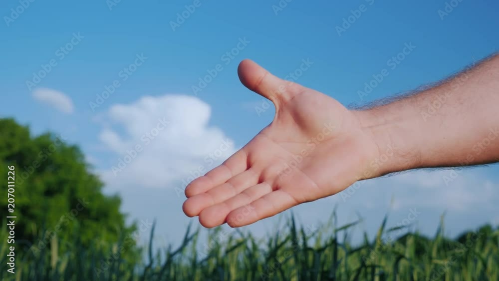 Two farmers shake hands - close-up. Against the background of a green wheat field and a blue sky. Fair deal concept Two farmers shake hands - close-up. Against the background of a green wheat field and a blue sky. Fair deal concept