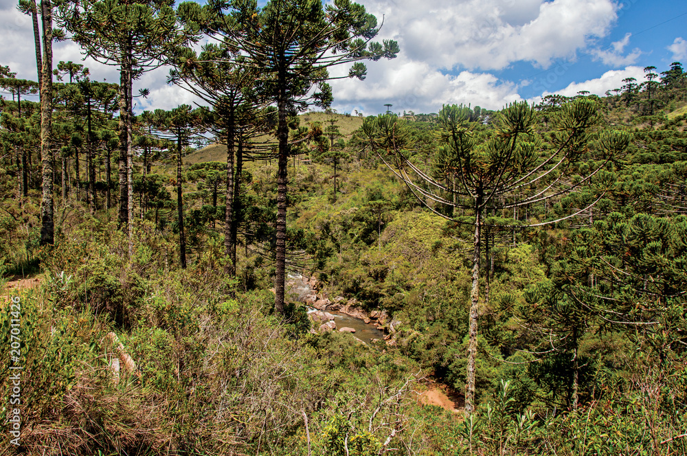 Panoramic view of a pine forest, stream and hills in Horto Florestal, near Campos do Jordao, a city famous for its mountain and hiking tourism. Located in the São Paulo State, southwestern Brazil