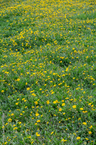 Bright yellow dandelions flowering in a picturesque glade
