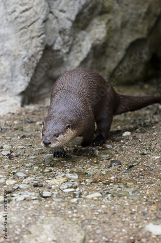North American River Otter Walking