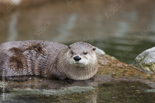 North American River Otter Relaxed