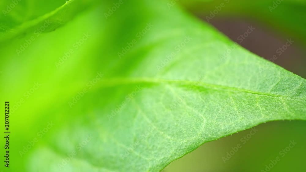 Blatt Macro grün Blatt Macro grün