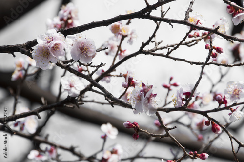 Sakura, Cherry blossom flower with soft focus in Tokyo, Japan.
