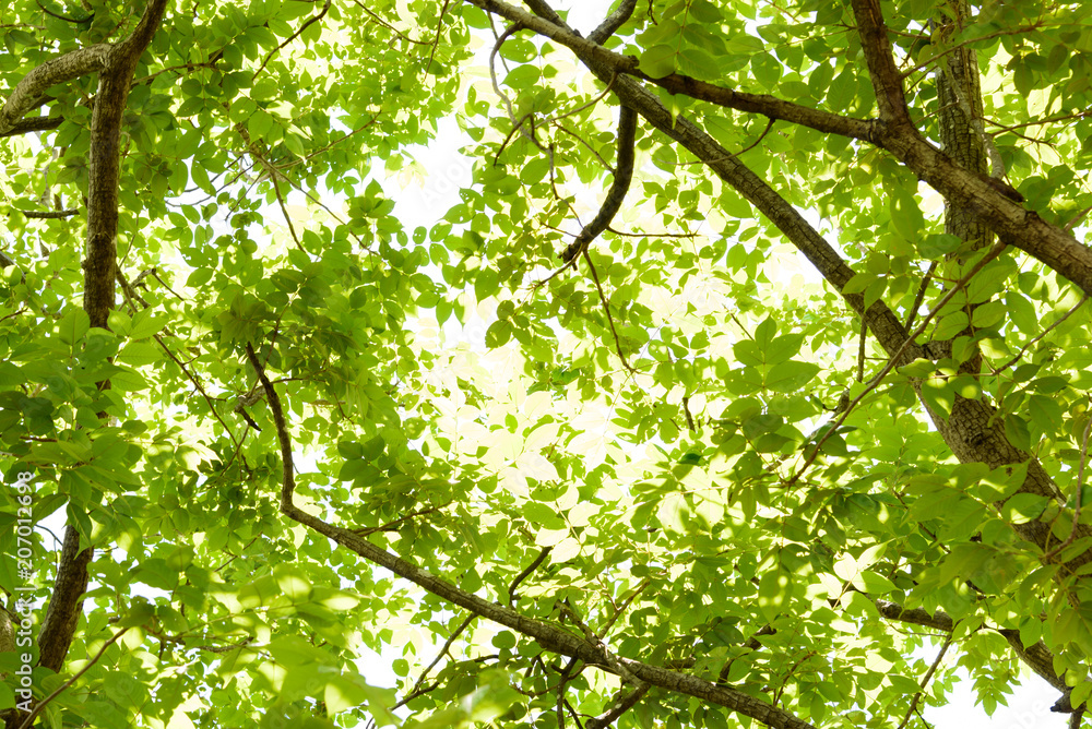 Obraz premium Green leaves trees background and bright sun day. 