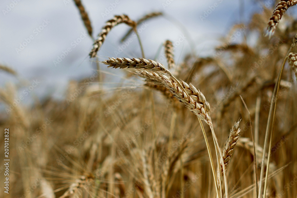 Obraz premium wheat in a field of spikelets close-up