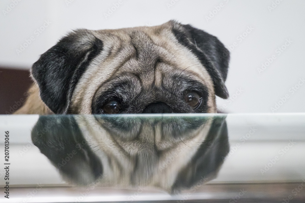 Netted Pug Pug Looks Like Bread