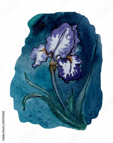 Fototapeta Naklejka Na Ścianę i Meble -  Iris. Watercolor sketch
