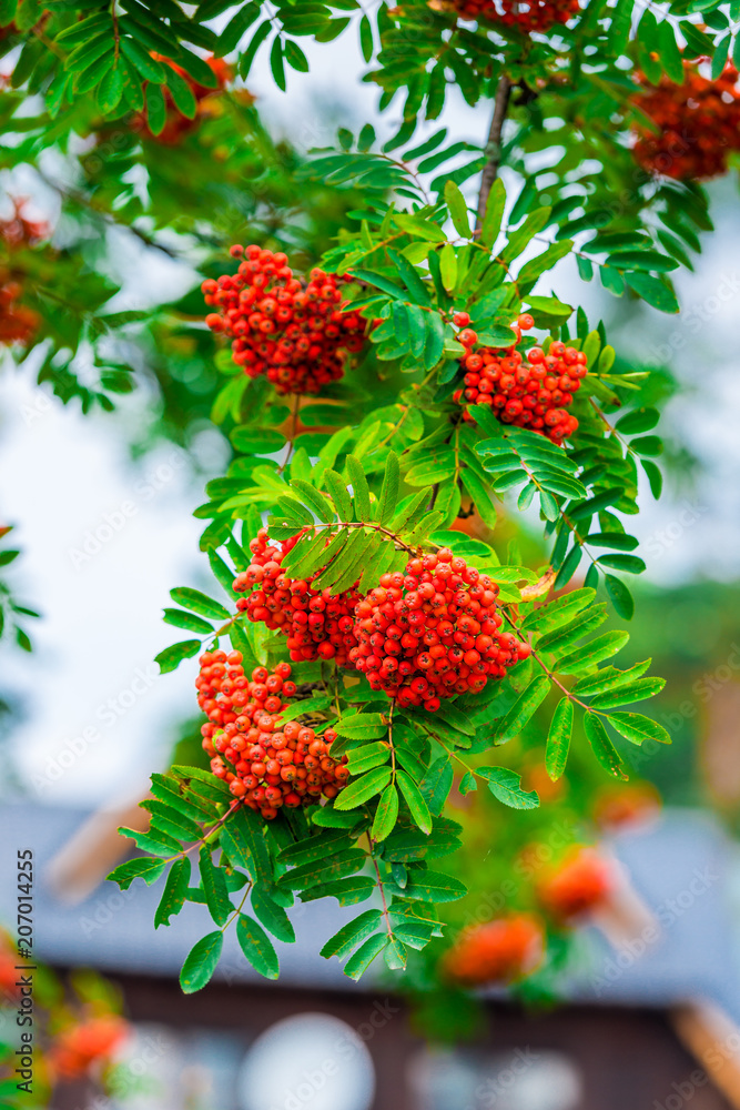 a branch of a ripe rowan close up, shooting outdoors a branch of a ripe rowan close up, shooting outdoors