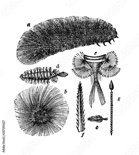 Adjustments of some larvae, which allows them to keep place of residence fixed: a,b Arctia caja, c-g Anthrenus museorum (from Das Heller-Magazin, March 22, 1834) photo