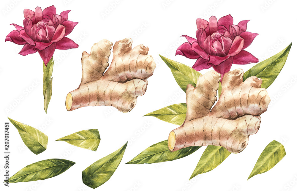 Hand Drawn Ginger and Horseradish watercolor sketch. Illustration For