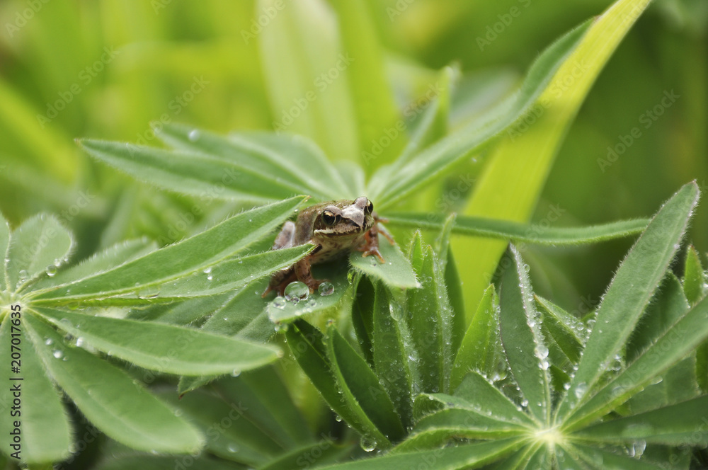 Fototapeta premium Frog in garden after rain in the evening