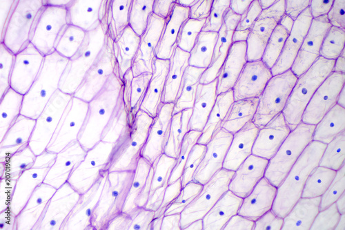Onion epidermis under light microscope. Purple colored, large epidermal cells of an onion, Allium cepa, in a single layer. Each cell with wall, membrane, cytoplasm, nucleus and large vacuole. Photo.