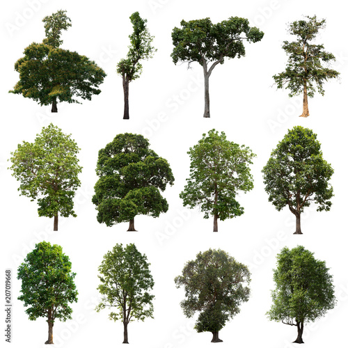 Isolated tree on white background Set the group