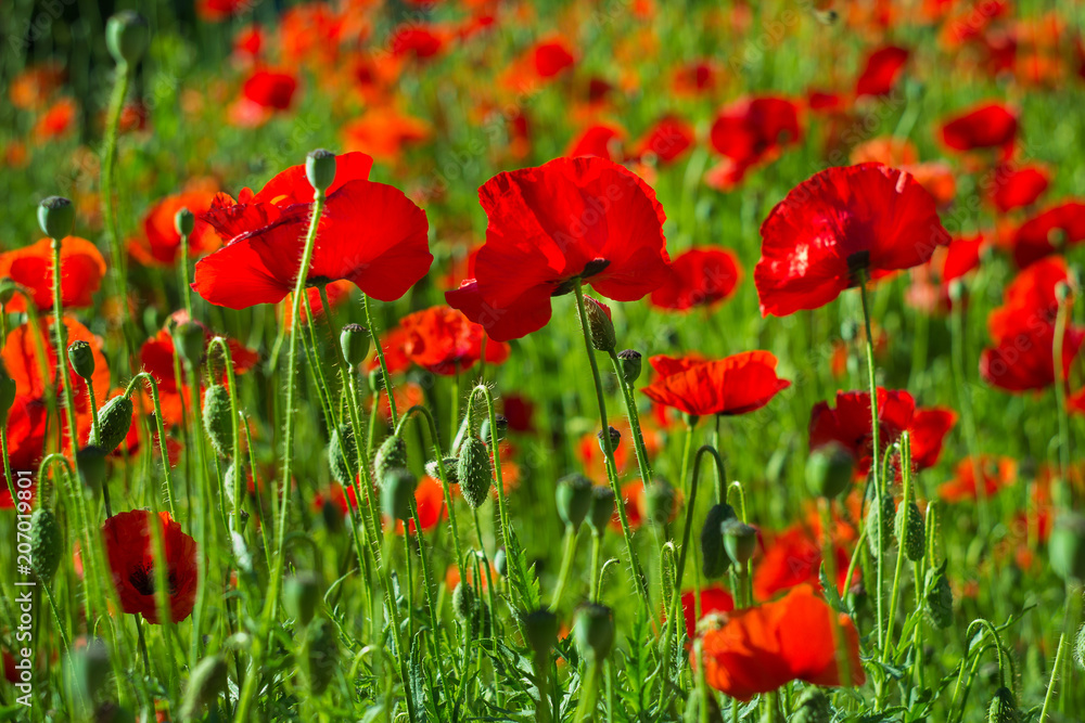 red poppies on a background of greenery on a sunny summer morning shot on helios