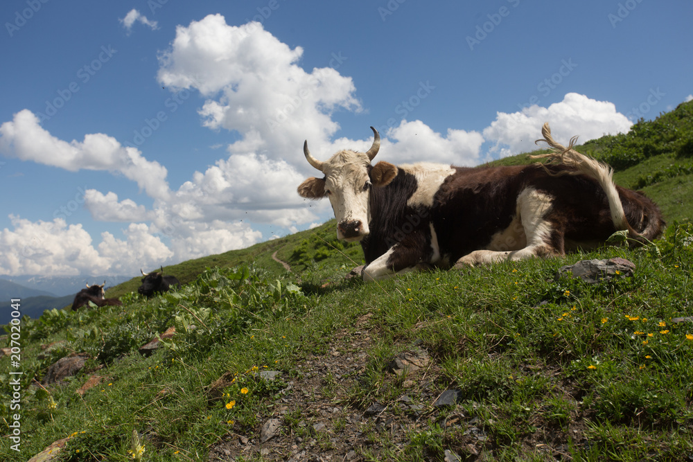 Cow at hill
