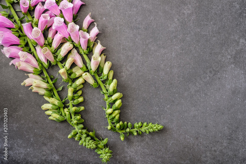 Flowers campanellis on a grey lithoidal background with a mestome for text photo