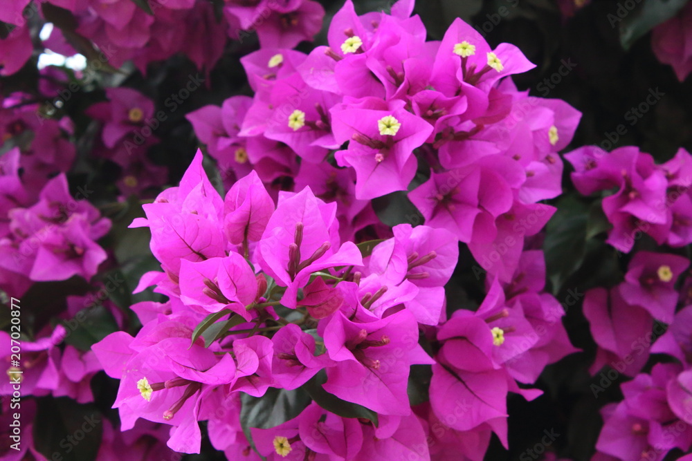 Flores purpuras en Queretaro