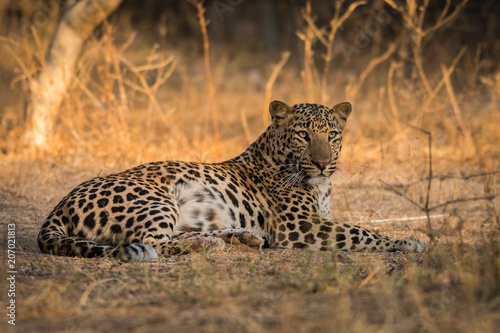 A sub adult male leopard of jhalana forest area photo