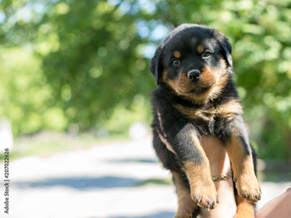 Cute Rottweiler puppy in hands outdoors Cute Rottweiler puppy in hands outdoors