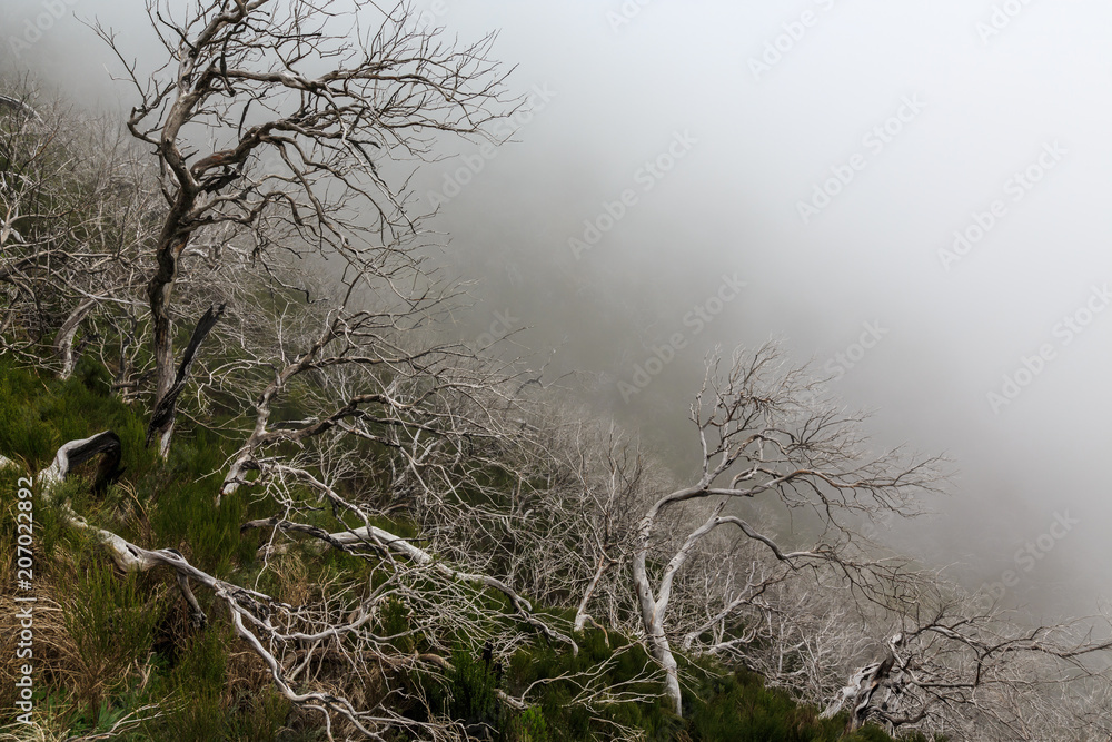 Obraz premium Creepy landscape showing a misty dark forest with dead white trees