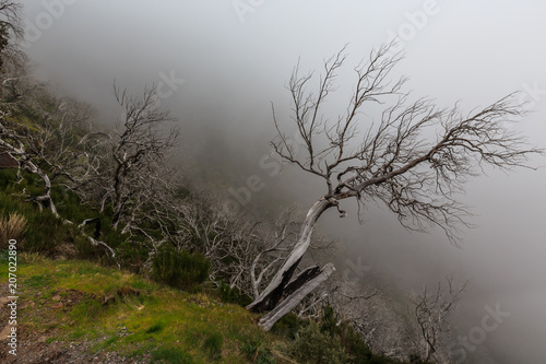 Creepy landscape showing a misty dark forest with dead white trees